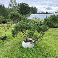Pušis kalninė (Pinus mugo)  - formuota