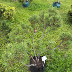 Pušis kalninė (Pinus mugo)  - formuota