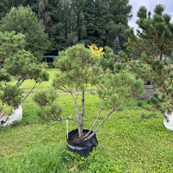 Pušis kalninė (Pinus mugo)  - formuota