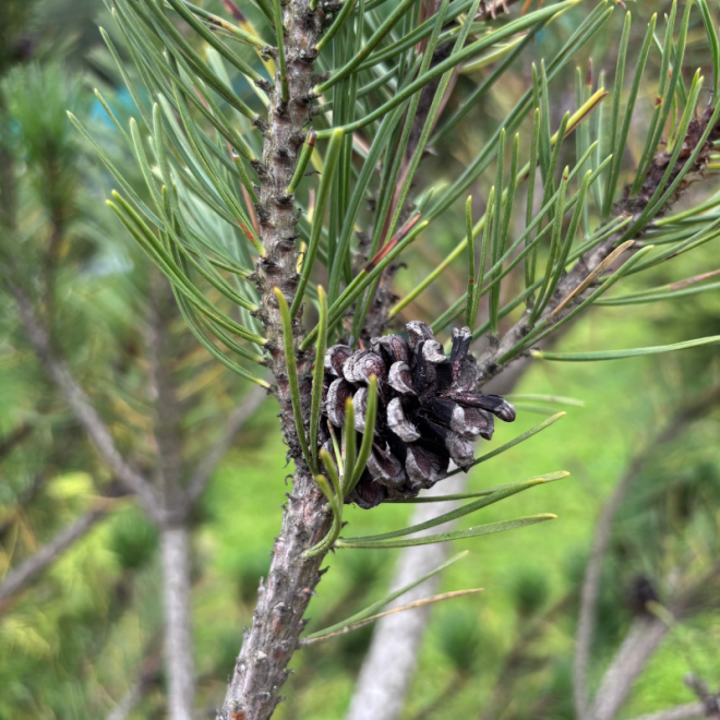 Pušis kalninė (Pinus mugo)  - formuota