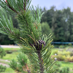 Pušis kalninė (Pinus mugo)  - formuota