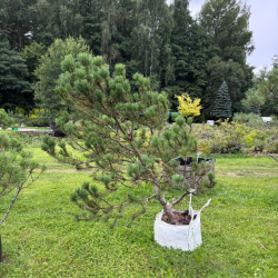 Pušis kalninė (Pinus mugo)  - formuota