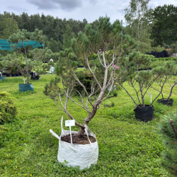 Pušis kalninė (Pinus mugo)  - formuota