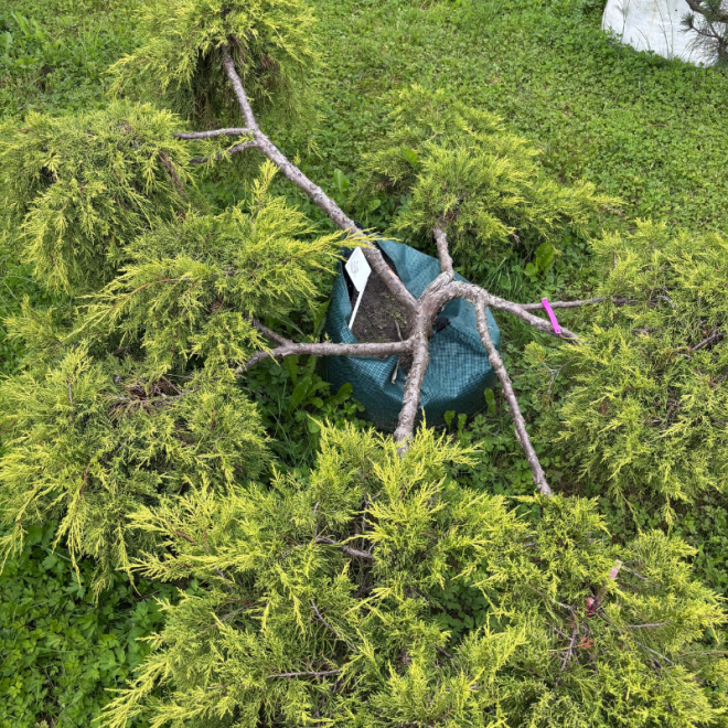 Kadagys (Juniperus) BONSAI formos