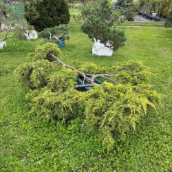 Kadagys (Juniperus) BONSAI formos