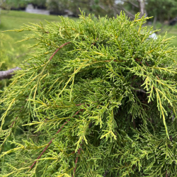 Kadagys (Juniperus) BONSAI formos