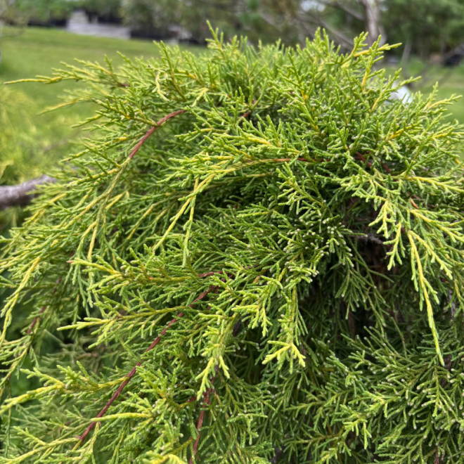 Kadagys (Juniperus) BONSAI formos