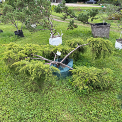 Kadagys (Juniperus) BONSAI formos