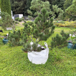 Pušis kalninė (Pinus mugo)  - formuota