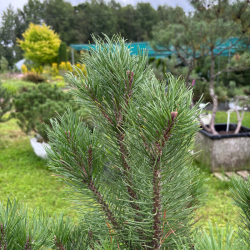 Pušis kalninė (Pinus mugo)  - formuota