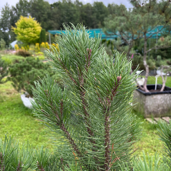 Pušis kalninė (Pinus mugo)  - formuota