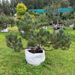 Pušis kalninė (Pinus mugo)  - formuota