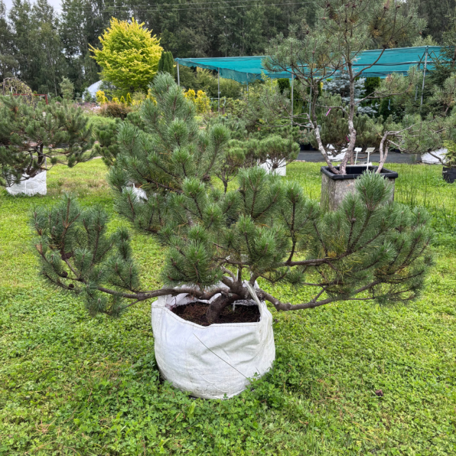Pušis kalninė (Pinus mugo)  - formuota