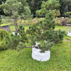 Pušis kalninė (Pinus mugo)  - formuota