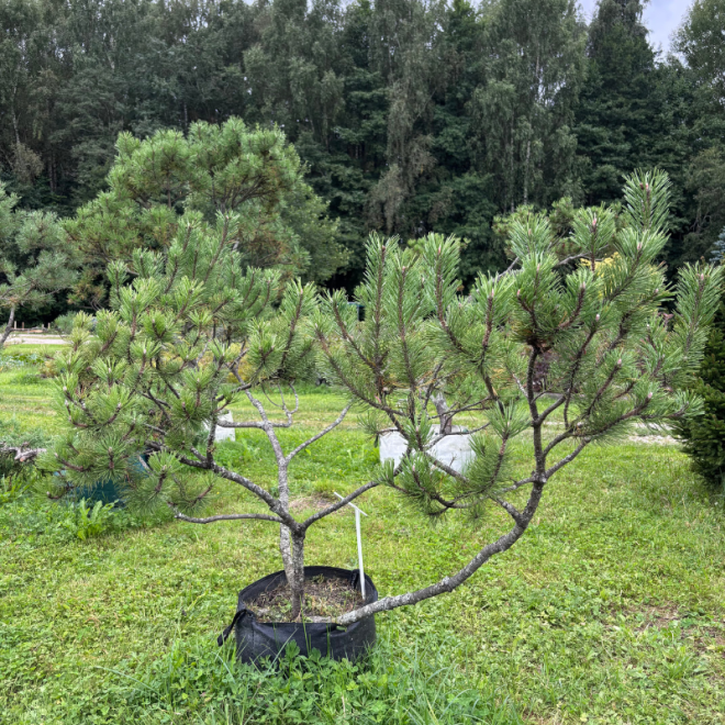 Pušis kalninė (Pinus mugo)  - formuota