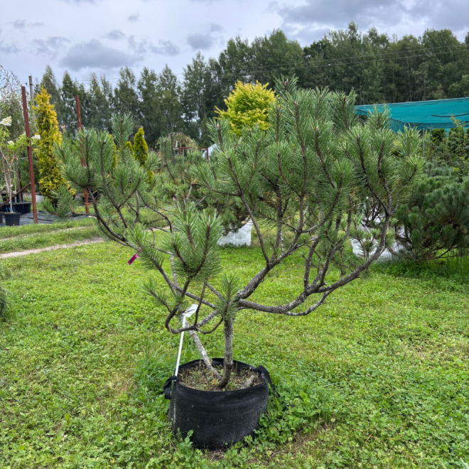 Pušis kalninė (Pinus mugo)  - formuota
