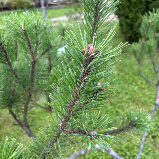 Pušis kalninė (Pinus mugo)  - formuota
