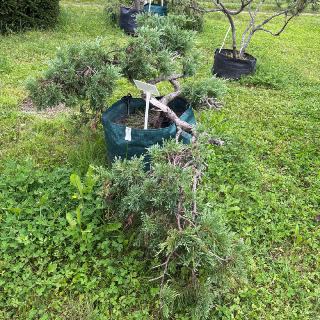 Kadagys (Juniperus) BONSAI formos