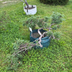 Kadagys (Juniperus) BONSAI formos
