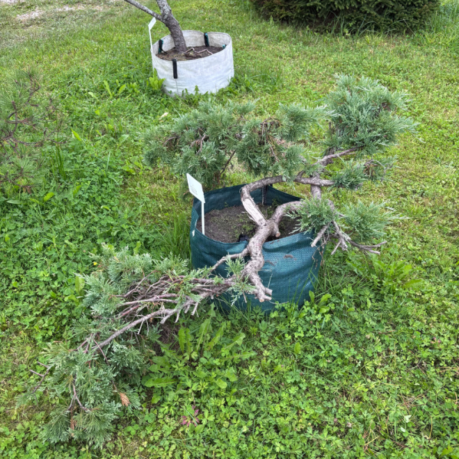 Kadagys (Juniperus) BONSAI formos