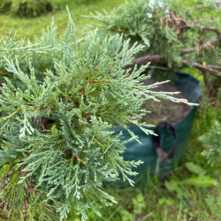 Kadagys (Juniperus) BONSAI formos