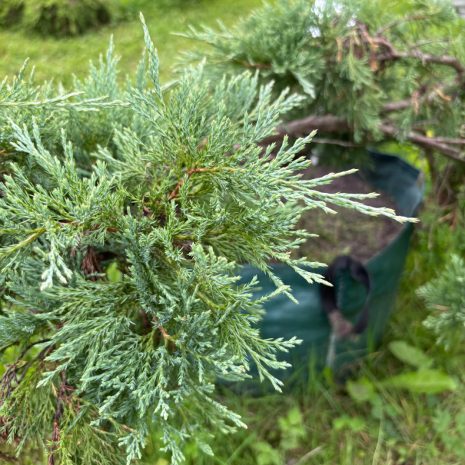 Kadagys (Juniperus) BONSAI formos