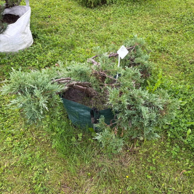 Kadagys (Juniperus) BONSAI formos