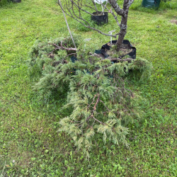 Kadagys (Juniperus) BONSAI formos