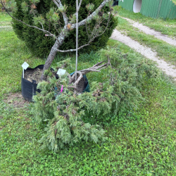 Kadagys (Juniperus) BONSAI formos