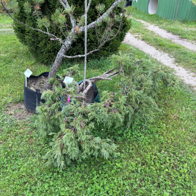 Kadagys (Juniperus) BONSAI formos