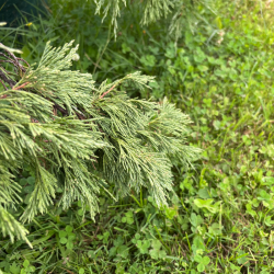 Kadagys (Juniperus) BONSAI formos