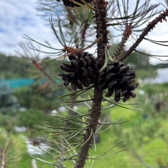 Pušis kalninė (Pinus mugo)  - formuota