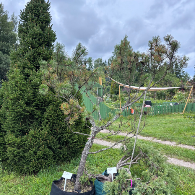 Pušis kalninė (Pinus mugo)  - formuota