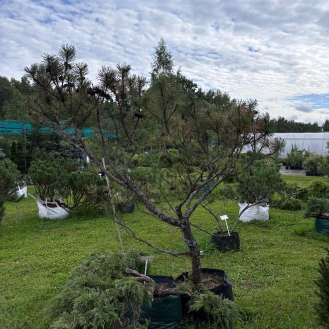 Pušis kalninė (Pinus mugo)  - formuota