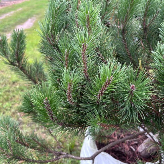 Pušis kalninė (Pinus mugo)  - formuota