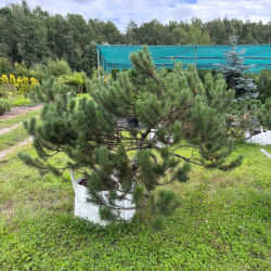 Pušis kalninė (Pinus mugo)  - formuota