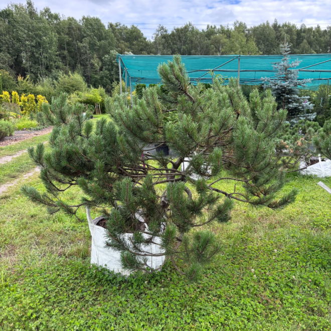 Pušis kalninė (Pinus mugo)  - formuota