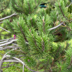 Pušis kalninė (Pinus mugo)  - formuota