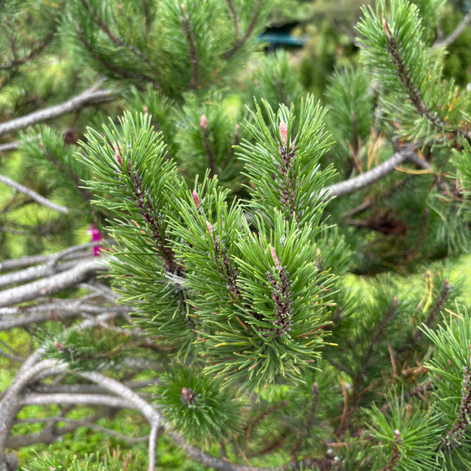 Pušis kalninė (Pinus mugo)  - formuota