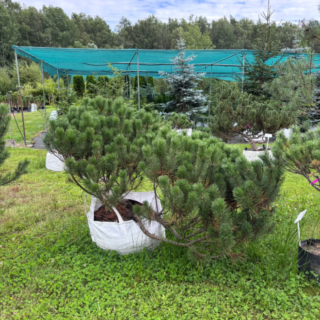 Pušis kalninė (Pinus mugo)  - formuota