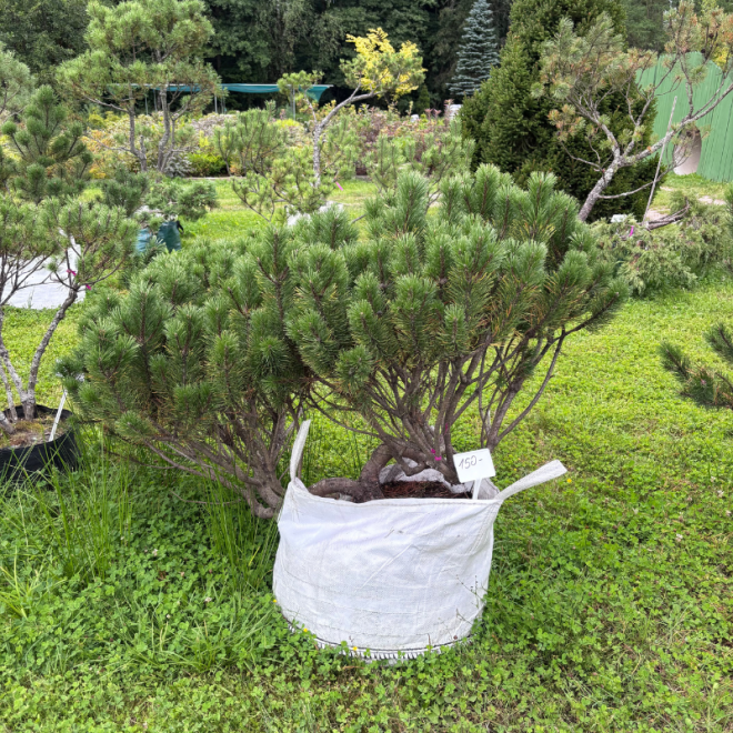 Pušis kalninė (Pinus mugo)  - formuota