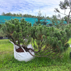 Pušis kalninė (Pinus mugo)  - formuota