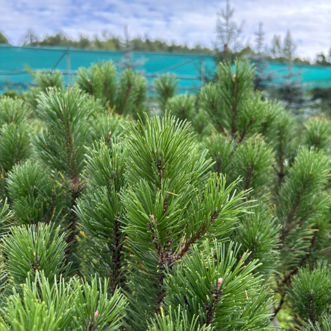 Pušis kalninė (Pinus mugo)  - formuota