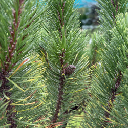 Pušis kalninė (Pinus mugo)  - formuota