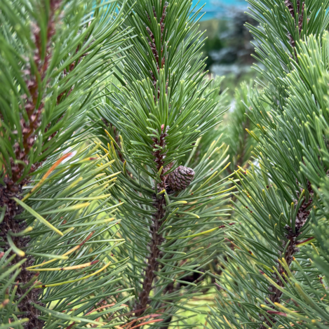 Pušis kalninė (Pinus mugo)  - formuota