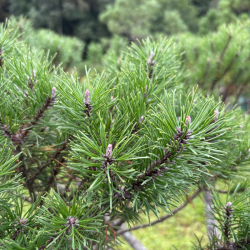 Pušis kalninė (Pinus mugo)  - formuota