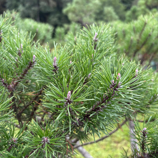 Pušis kalninė (Pinus mugo)  - formuota