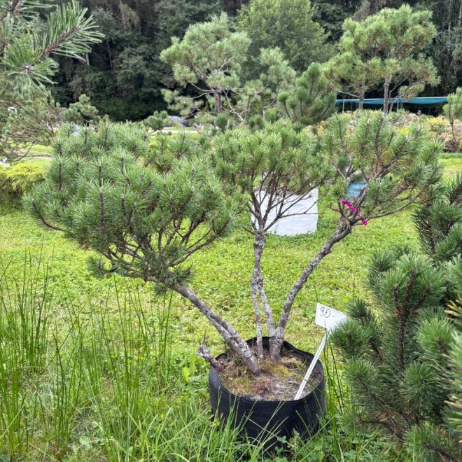 Pušis kalninė (Pinus mugo)  - formuota