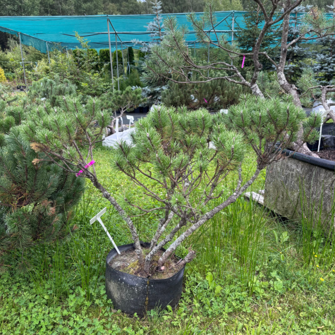 Pušis kalninė (Pinus mugo)  - formuota