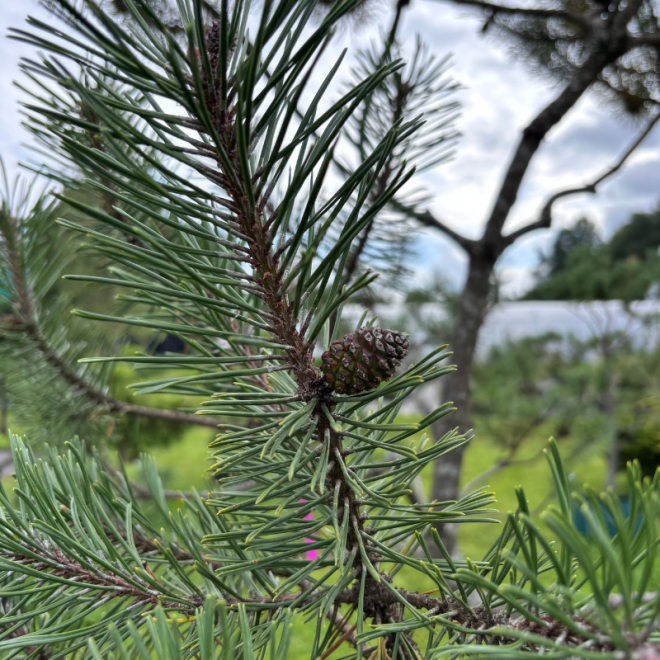 Pušis kalninė (Pinus mugo)  - formuota